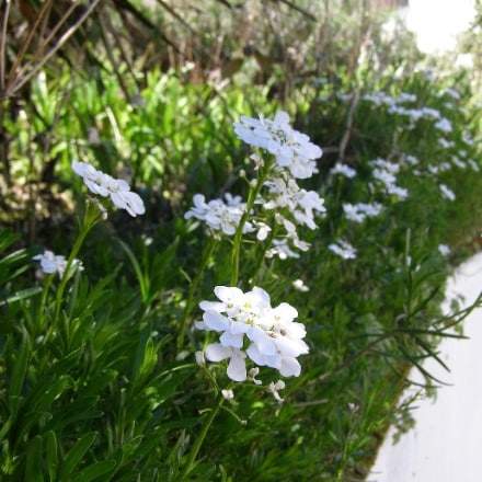 Fleur de mai bleuet