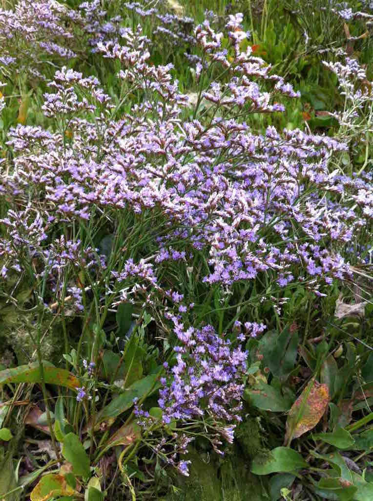 Lilas de Mer en Baie de Somme